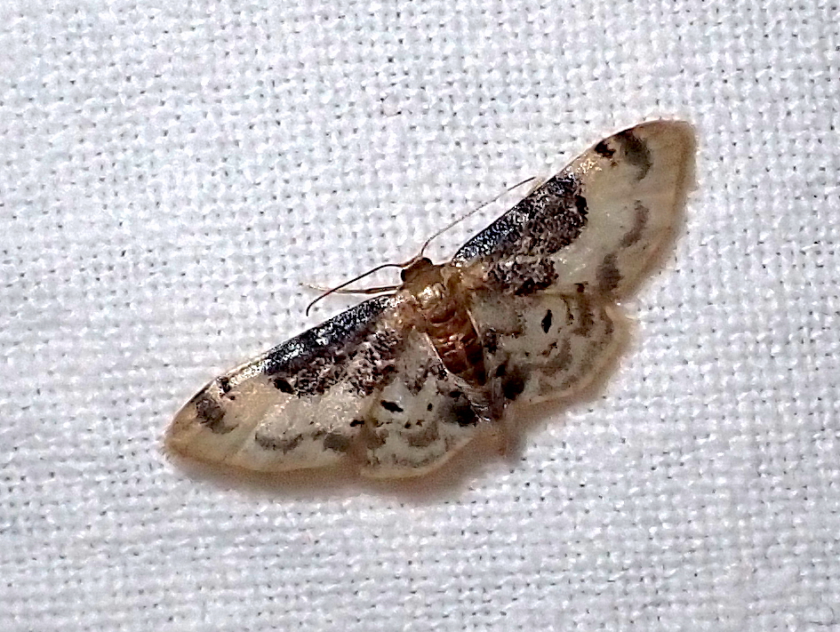 Soirée nocturne sur les papillons de nuit